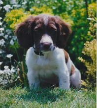 Puzzle our English Springer Spaniel as a puppy June 1996